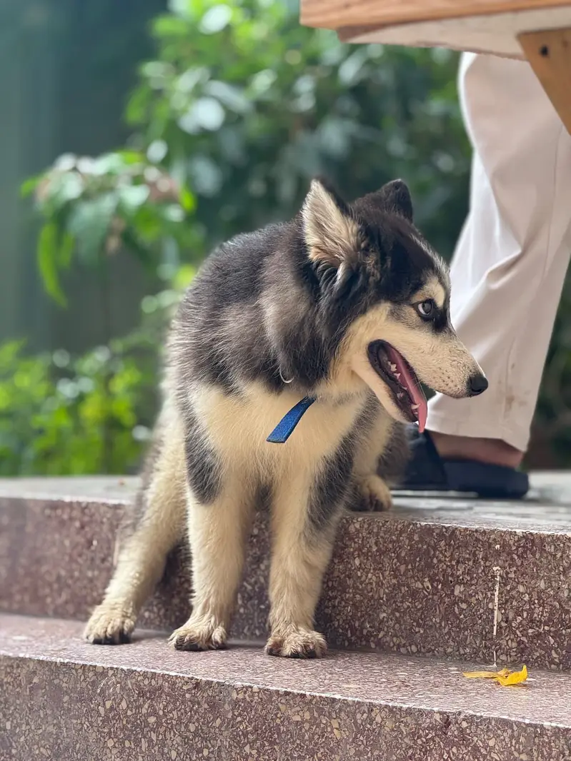 Husky Dog Wolly Coat — photo 2