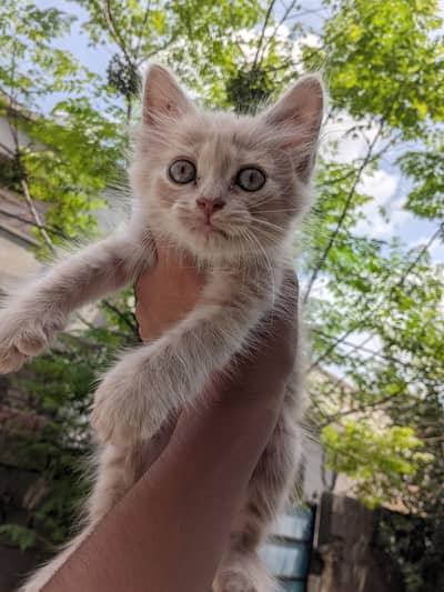 Persian cat