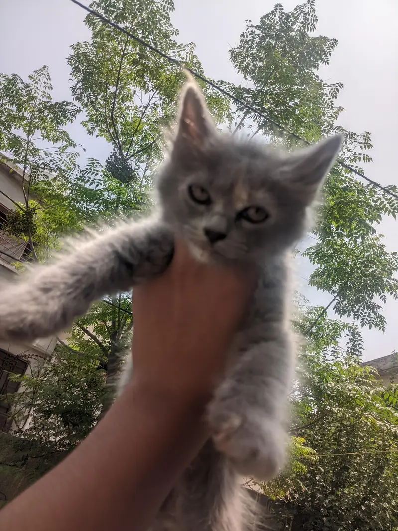 Persian cat — photo 2