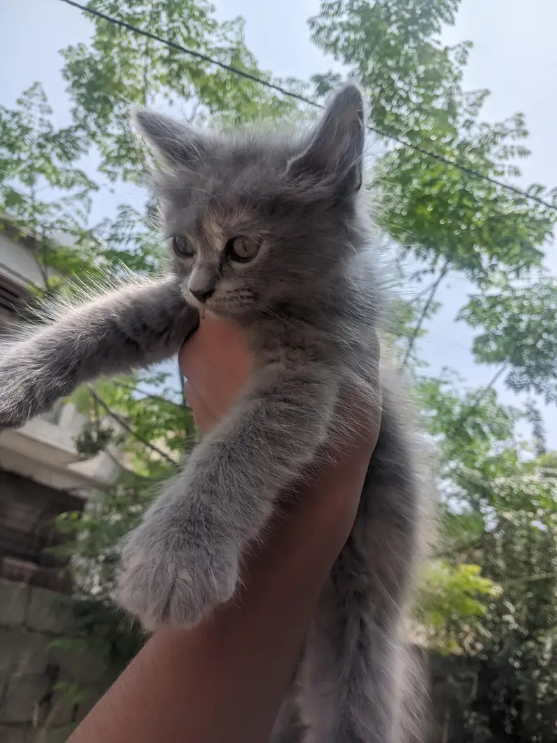 Persian cat — photo 3