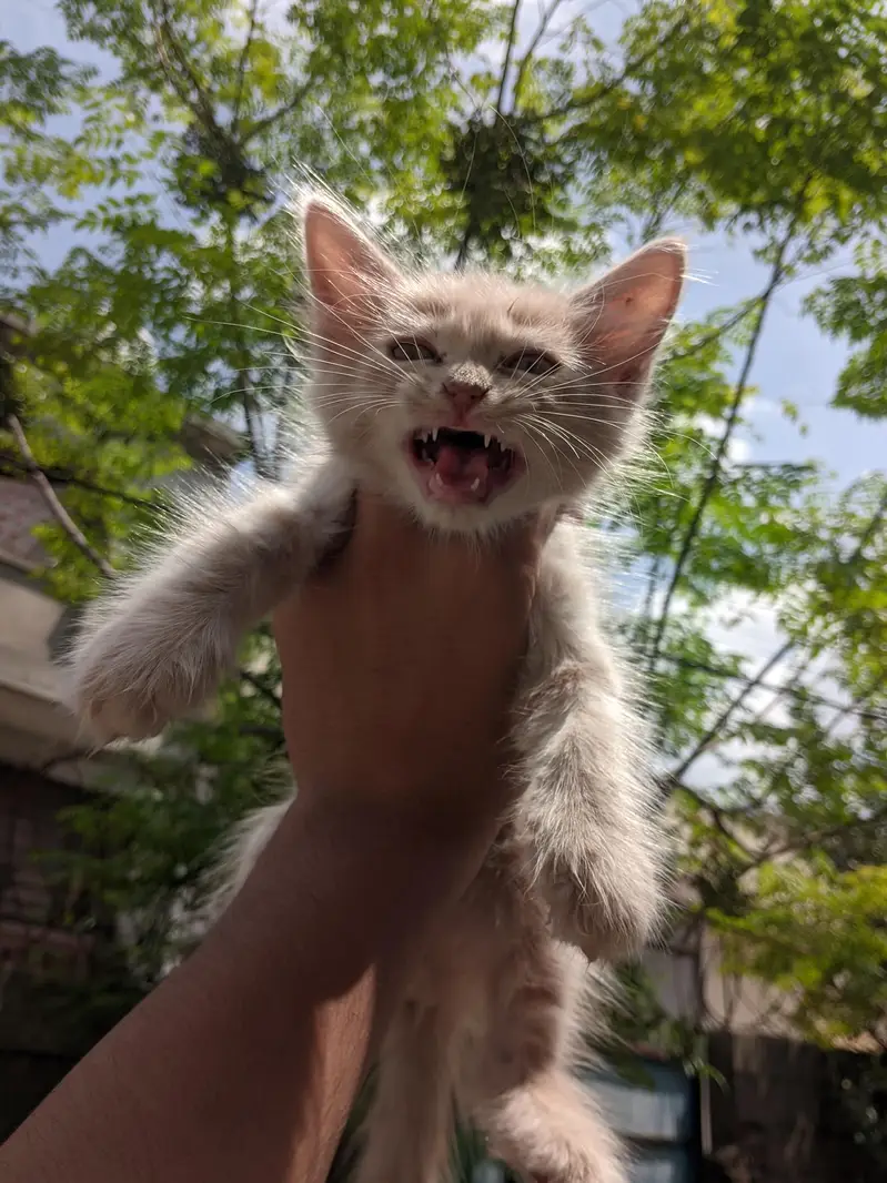 Persian cat — photo 4