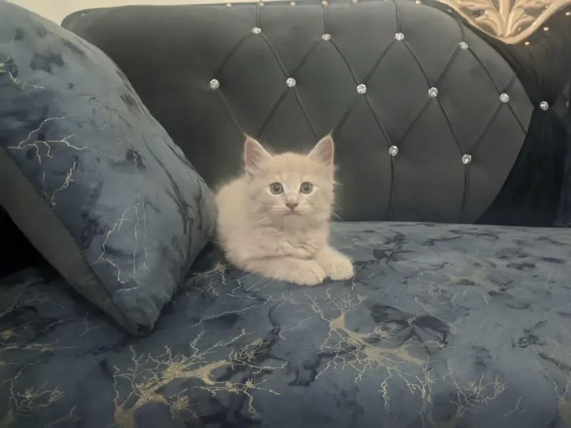 Persian cat — photo 5