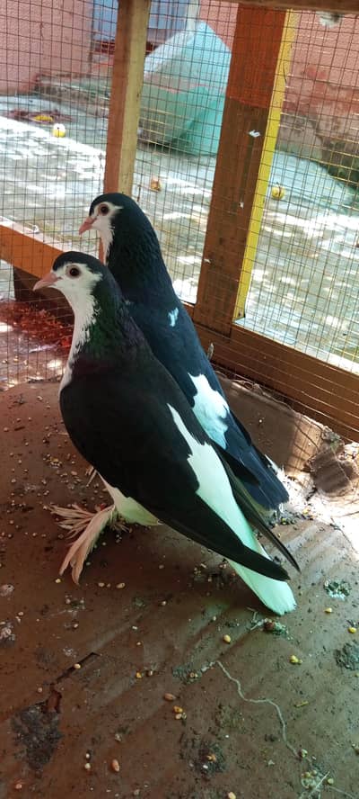 Sherazi breader pair available