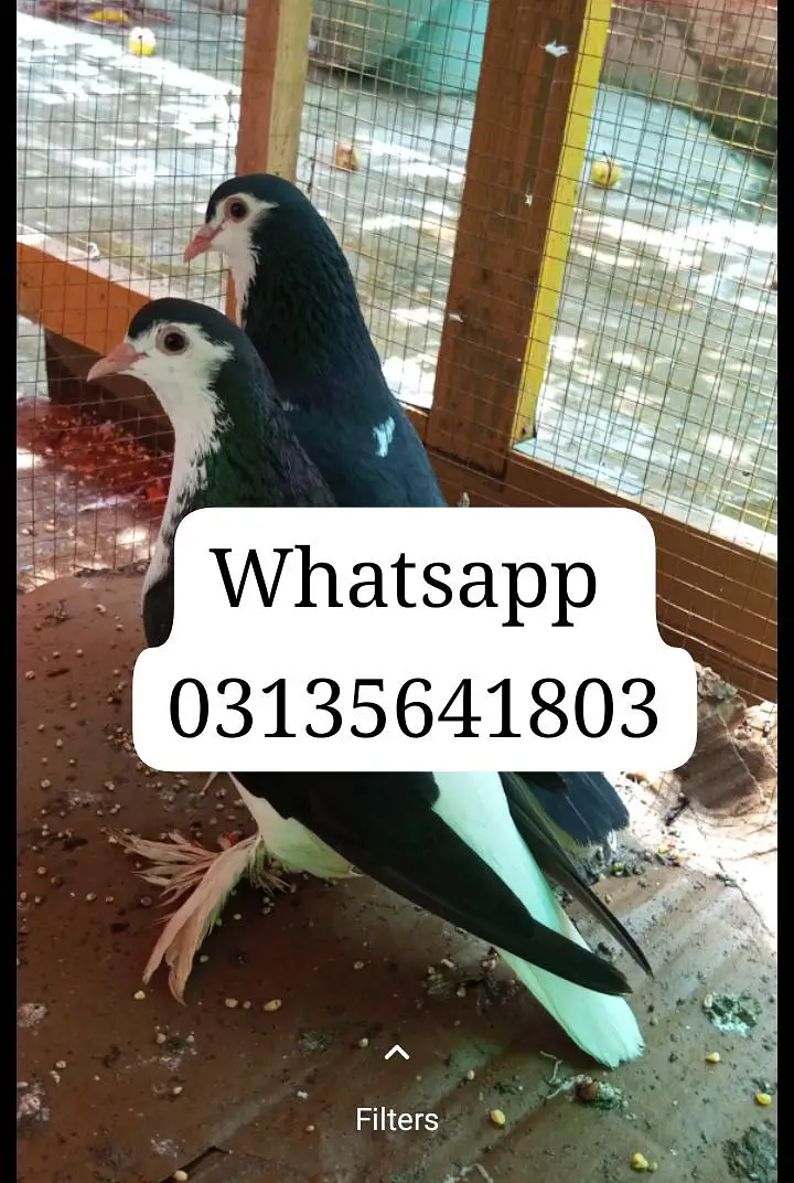 Sherazi breader pair available — photo 2