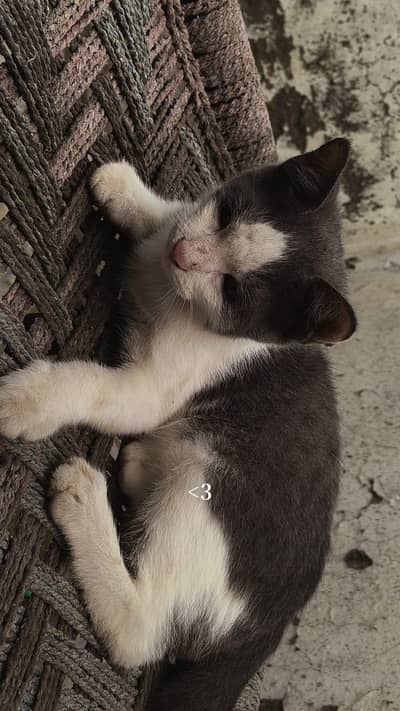 CAT FOR SALE