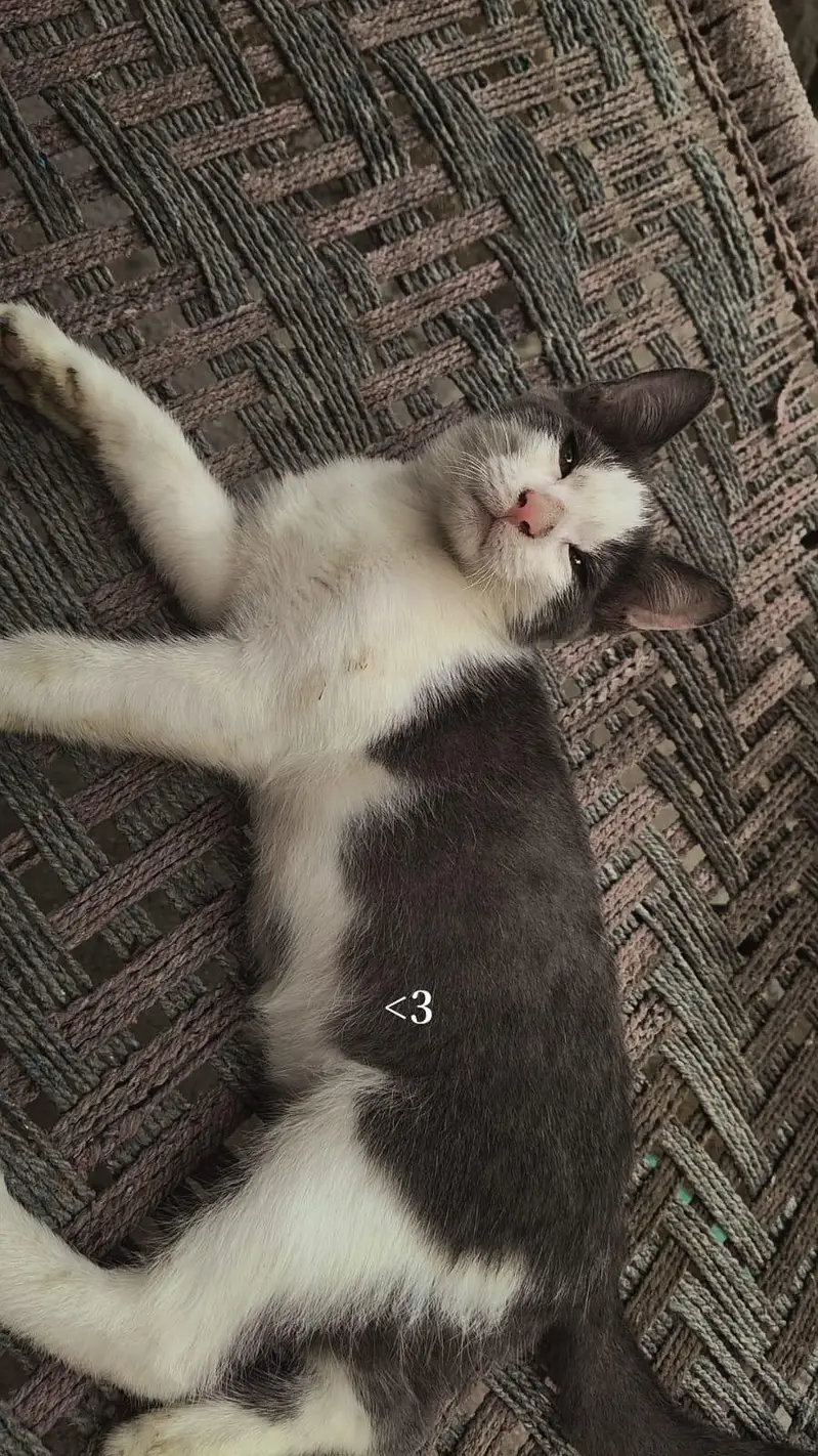 CAT FOR SALE — photo 2