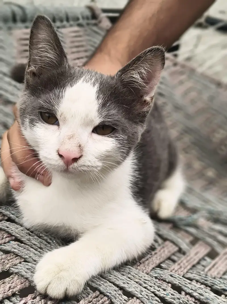 CAT FOR SALE — photo 3