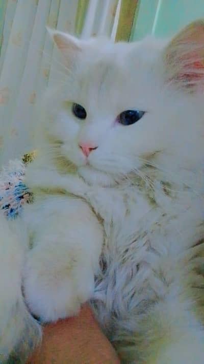 1 year old white male Persian cat for sale