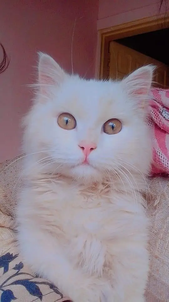 1 year old white male Persian cat for sale — photo 2