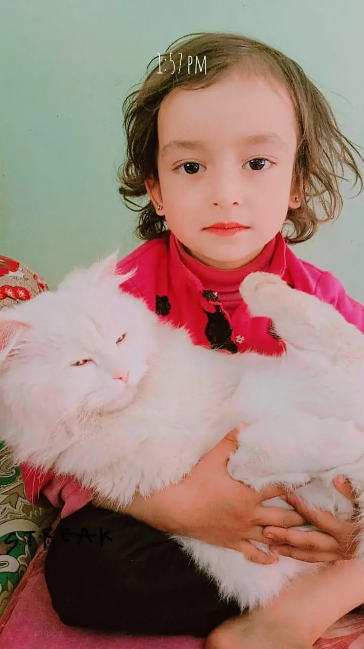 1 year old white male Persian cat for sale — photo 3