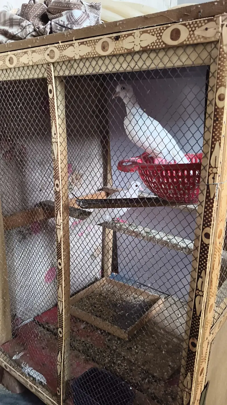 WHITE DOVE RED EYES — photo 4