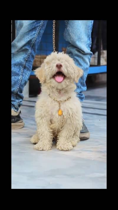 male for sale -poodle dog for sale