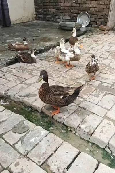 9 Ducks for Sale 4 pairs 1 single female