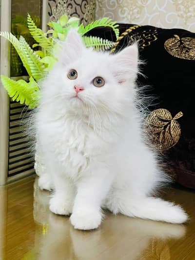 persian kitten /cute kitten | triple coated/ punch face_cute cat