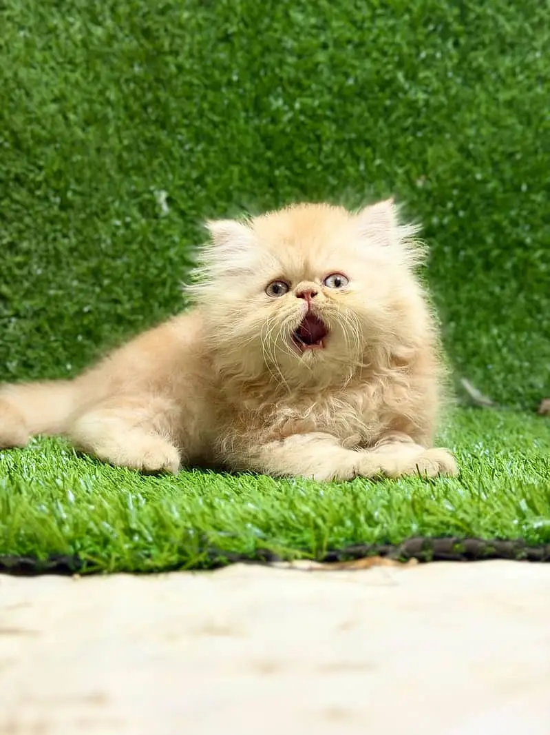 persian kitten /cute kitten | triple coated/ punch face_cute cat — photo 4