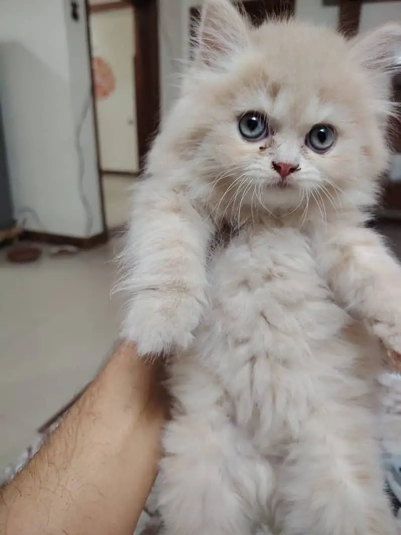 persian kitten /cute kitten | triple coated/ punch face_cute cat — photo 5
