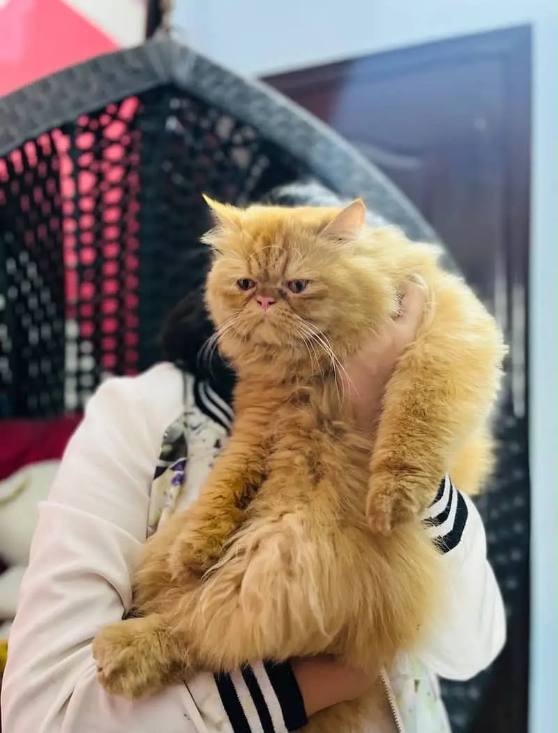 persian kitten /cute kitten | triple coated/ punch face_cute cat — photo 6