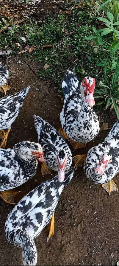 Muscovy ducks sale