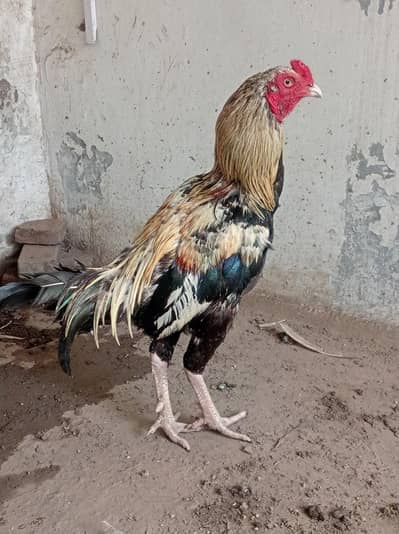 aseel murga/hen/jawa male/mianwali male/ for sale.