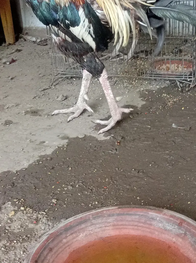aseel murga/hen/jawa male/mianwali male/ for sale. — photo 2