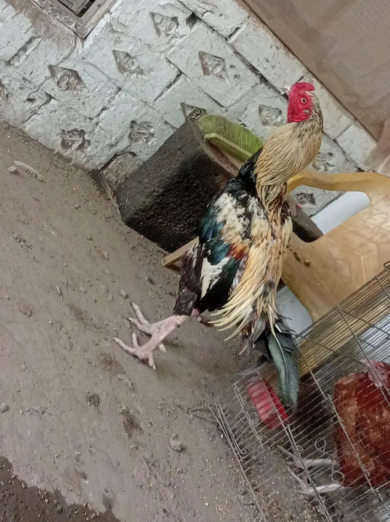 aseel murga/hen/jawa male/mianwali male/ for sale. — photo 3