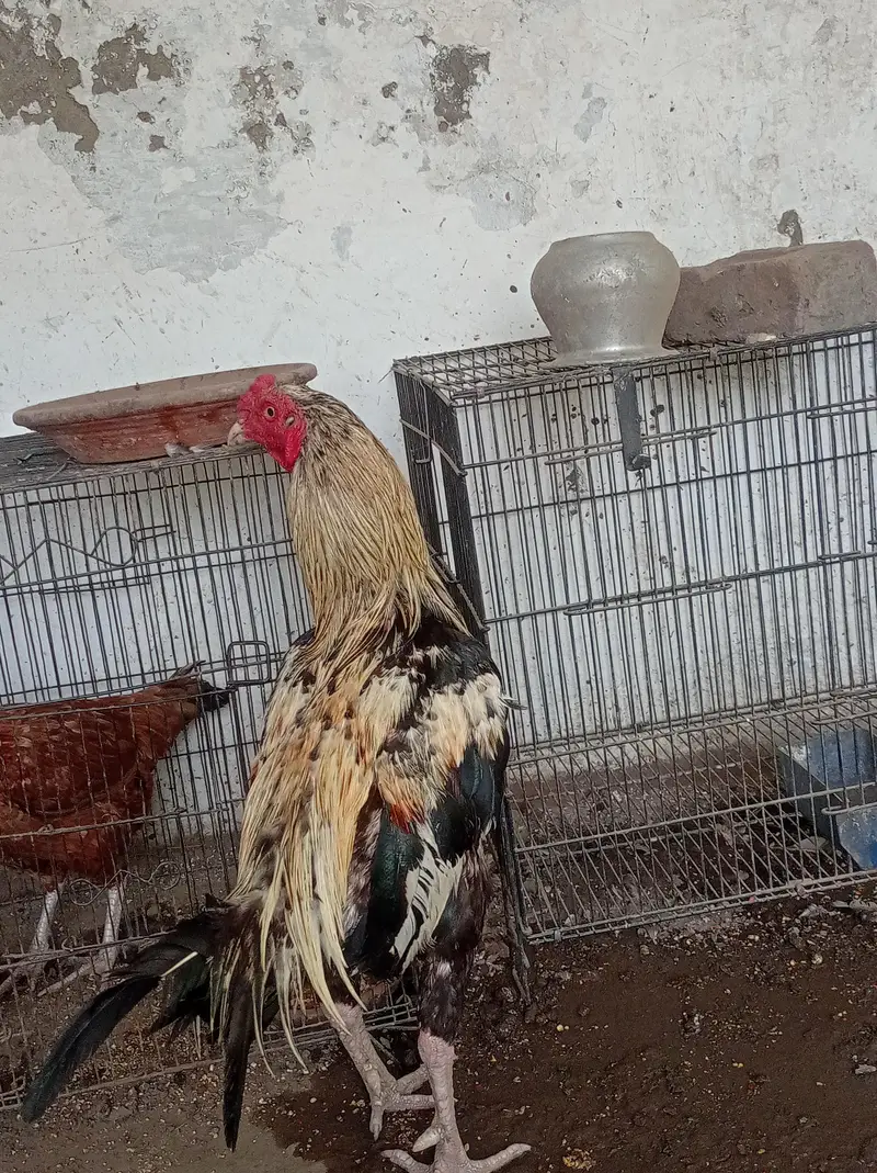 aseel murga/hen/jawa male/mianwali male/ for sale. — photo 4