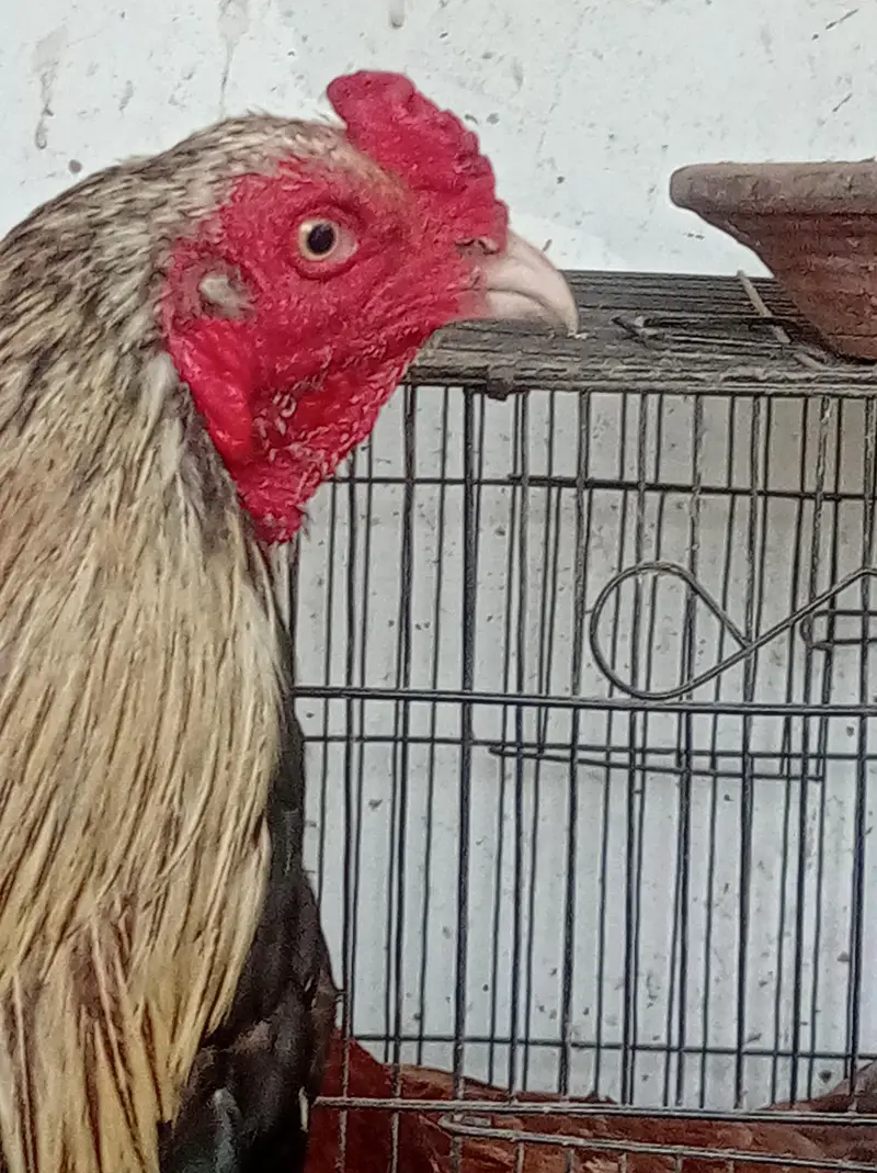 aseel murga/hen/jawa male/mianwali male/ for sale. — photo 5