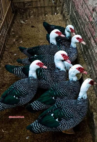 Muscovy Big size Ducks 50 piece urgent sale cargo all Pakistan