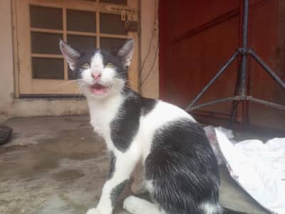 Pair of kittens