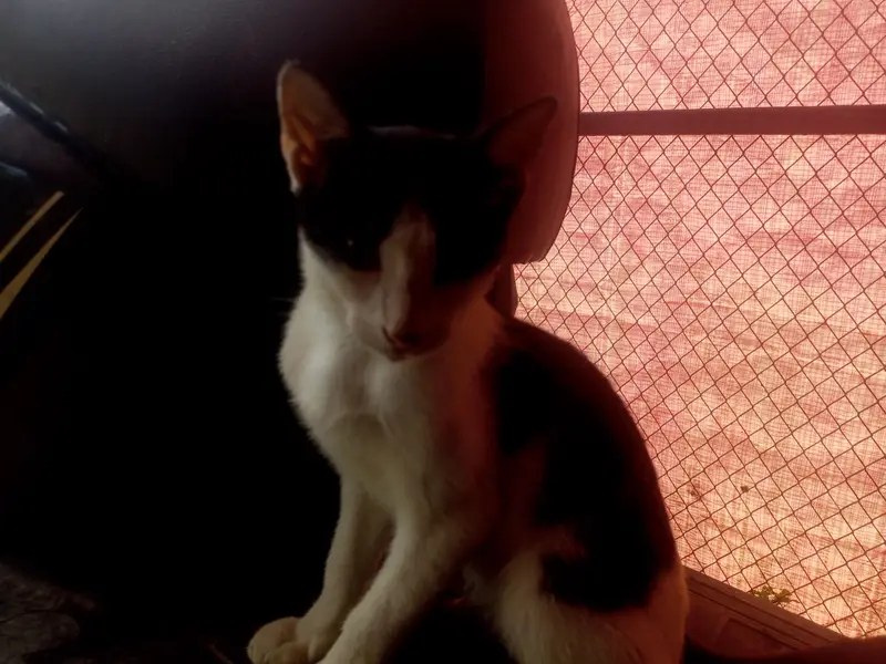 Pair of kittens — photo 4