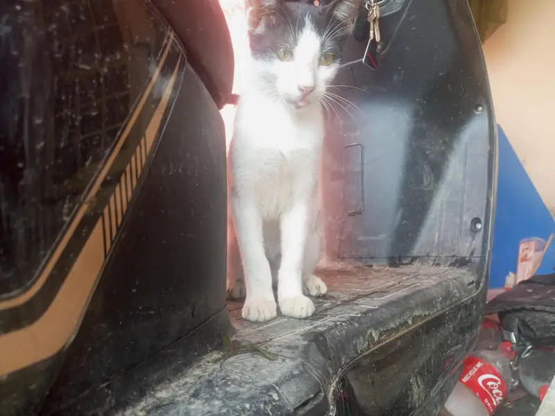 Pair of kittens — photo 5