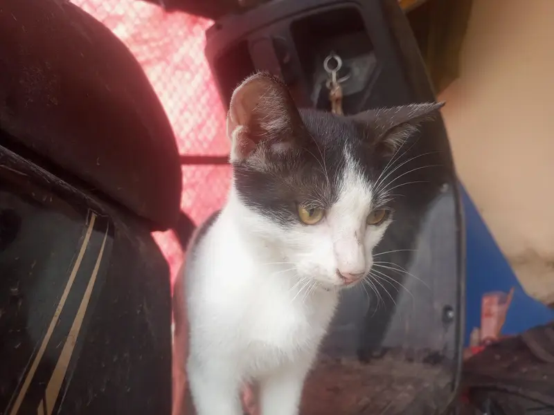 Pair of kittens — photo 6