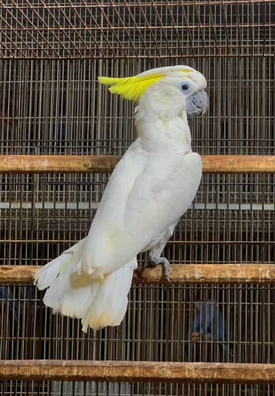 cockatoo male 0315/6376/925