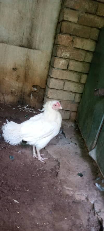 paper white Heera aseel madi for sale
