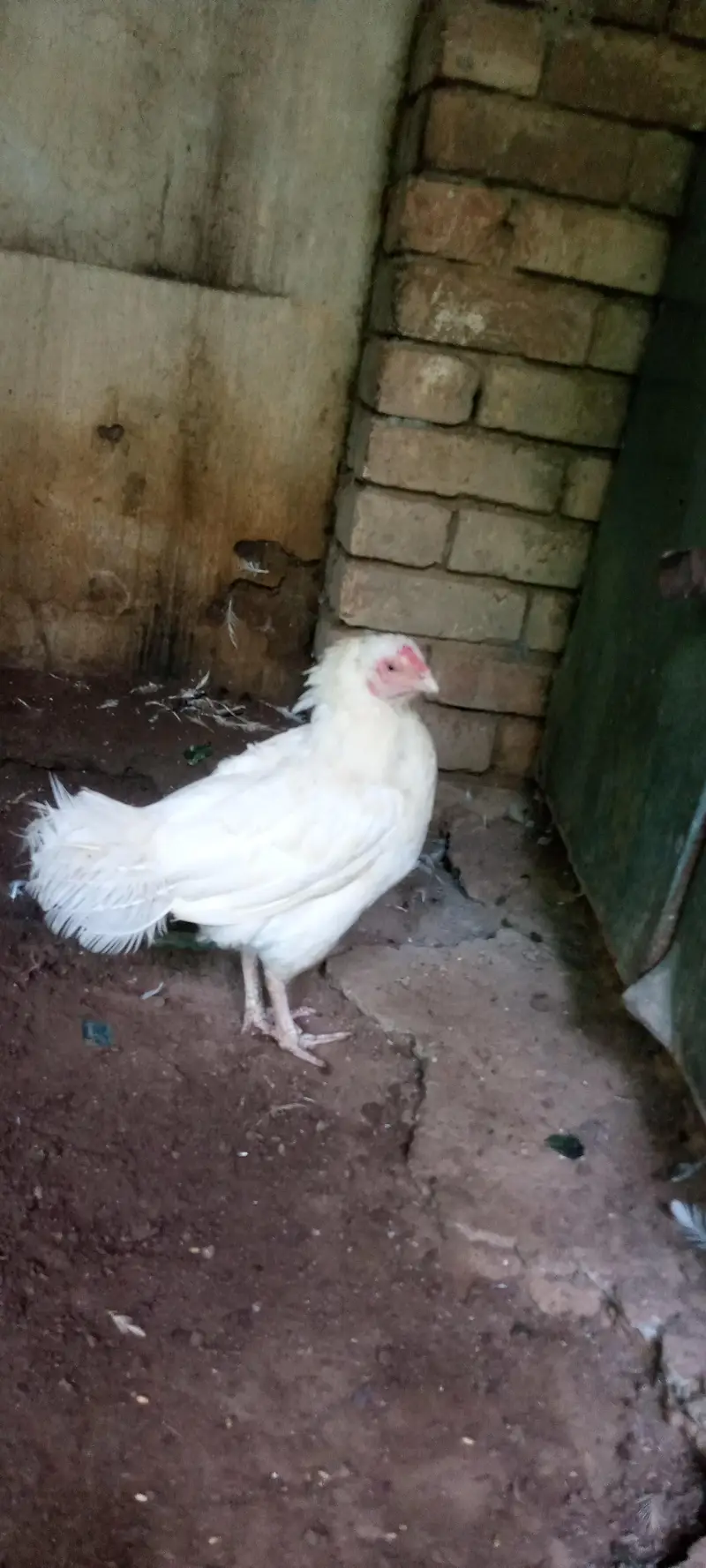 paper white Heera aseel madi for sale — photo 2
