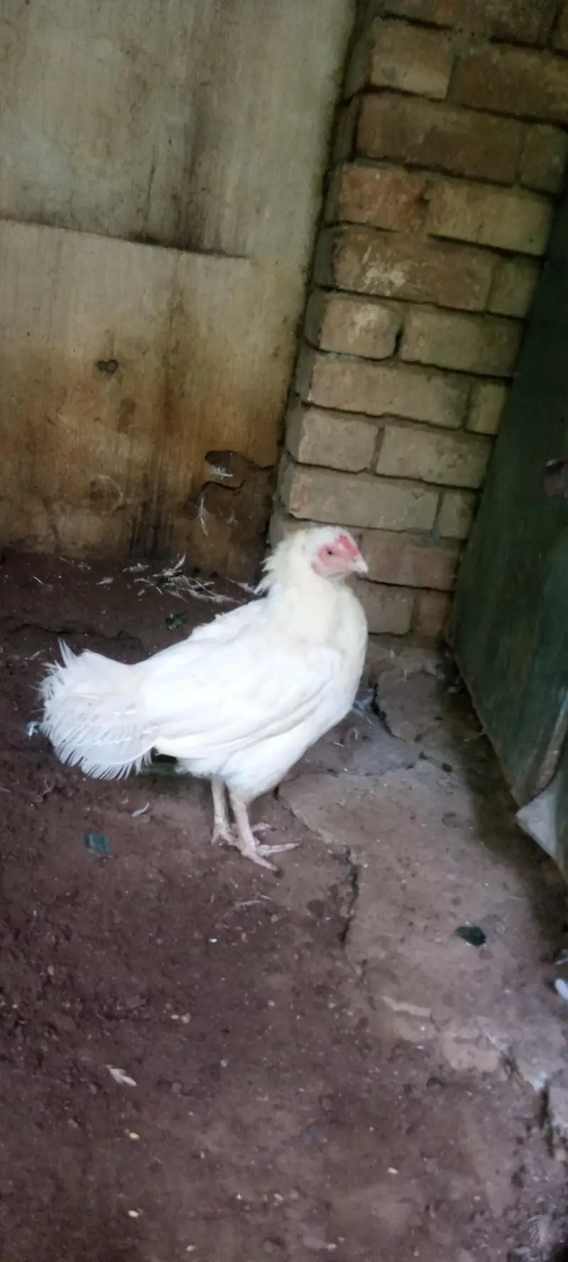 paper white Heera aseel madi for sale — photo 3