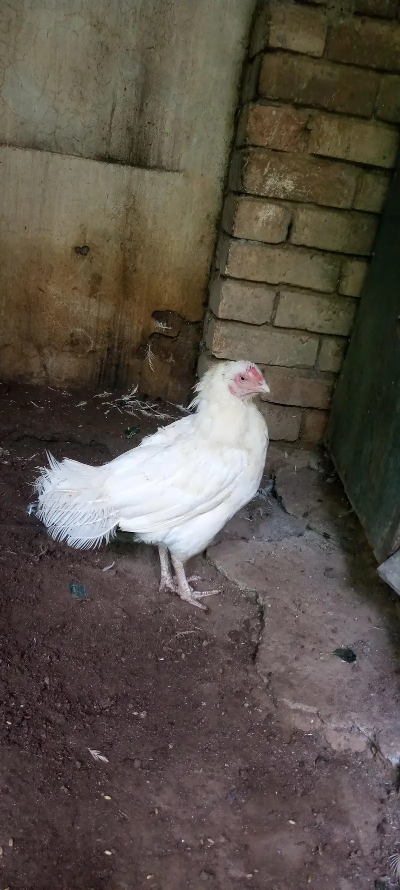 paper white Heera aseel madi for sale — photo 4