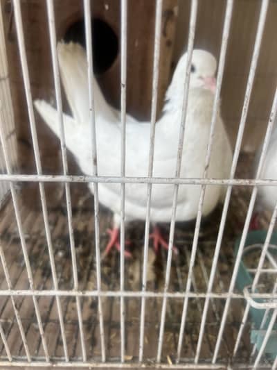pigeons