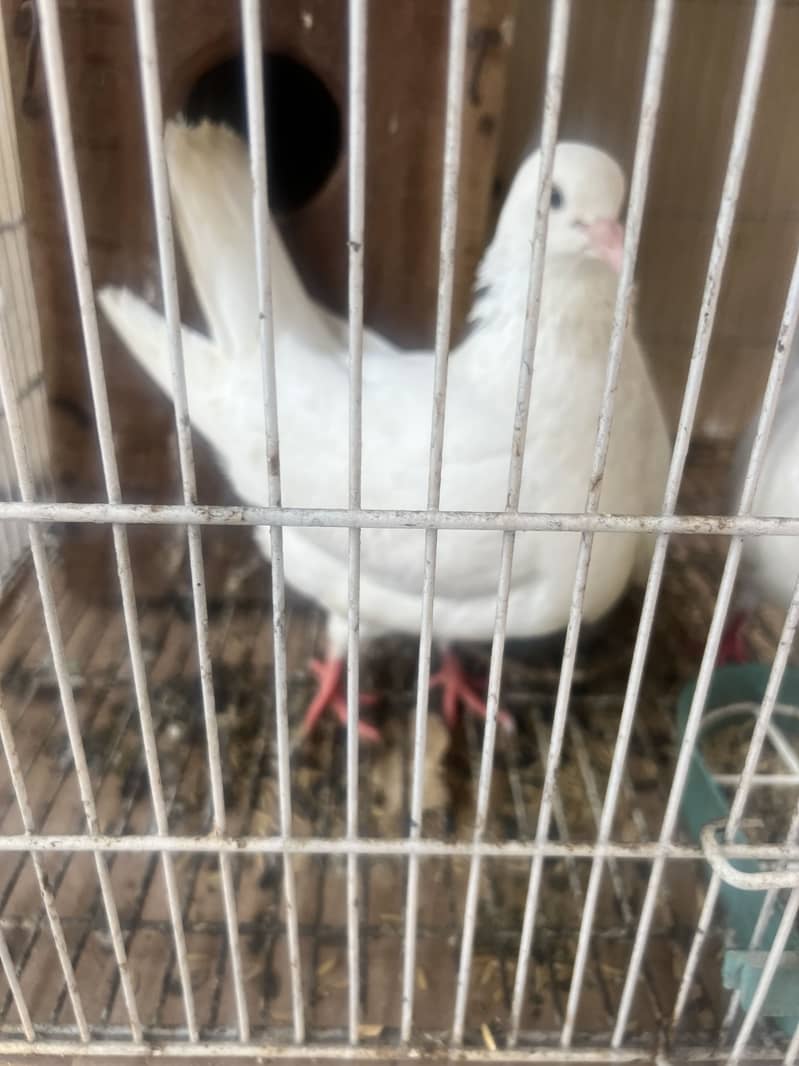 pigeons 0