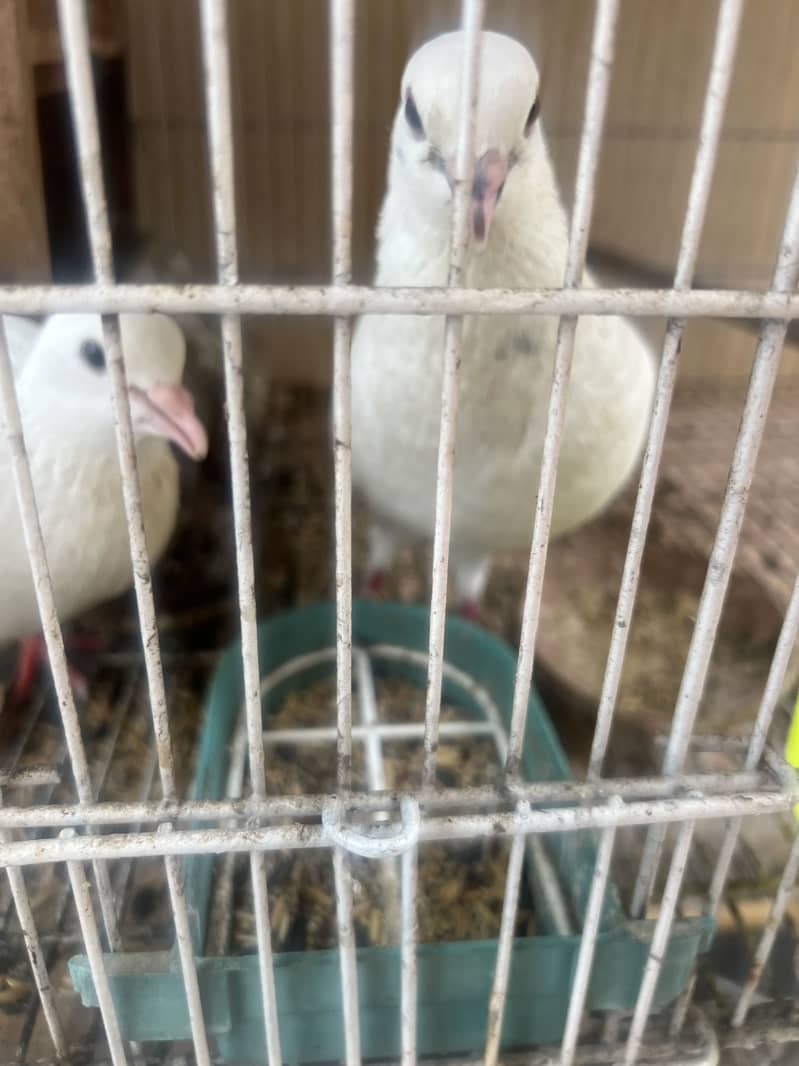 pigeons 1