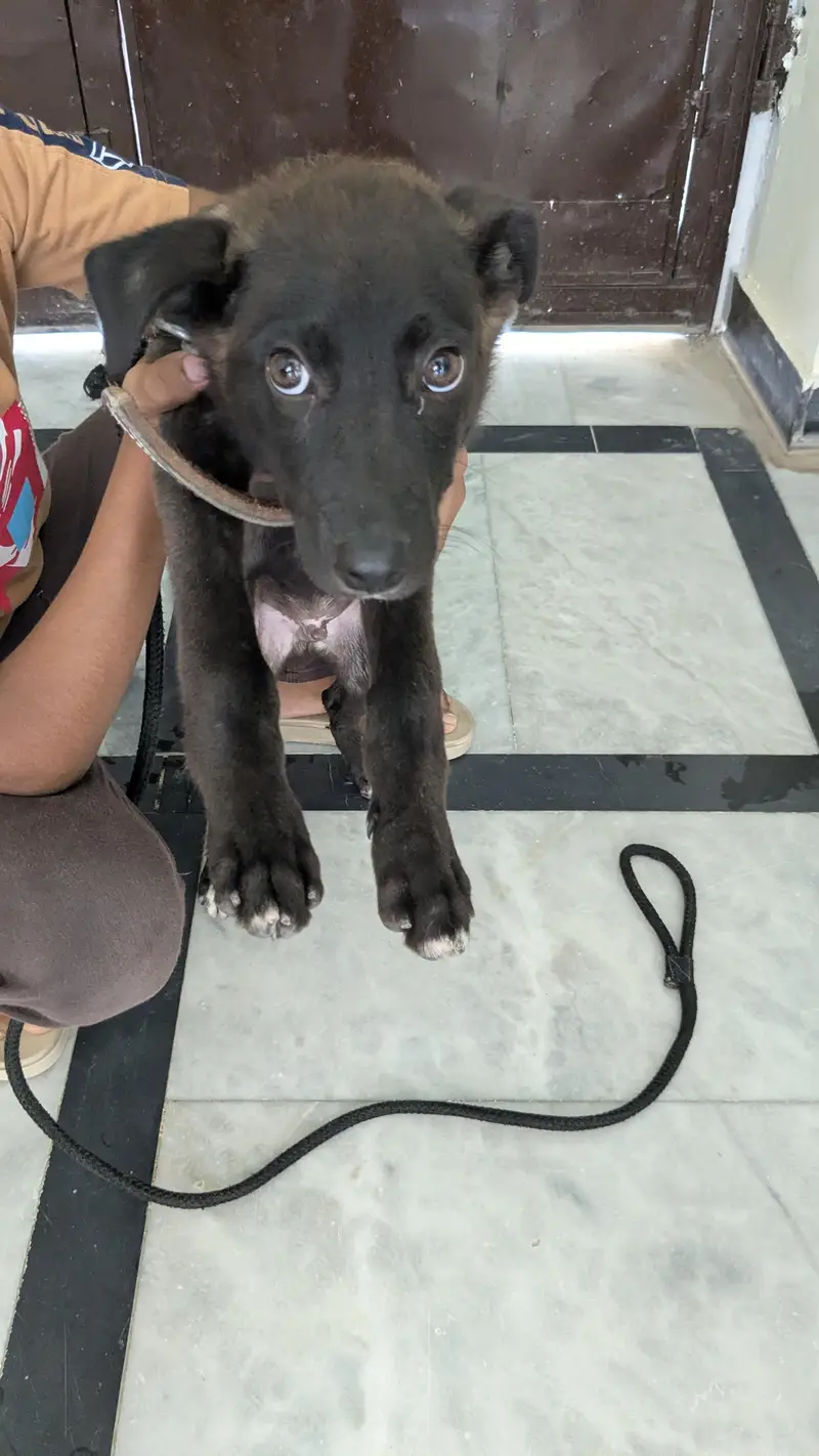 Labrador dog — photo 2