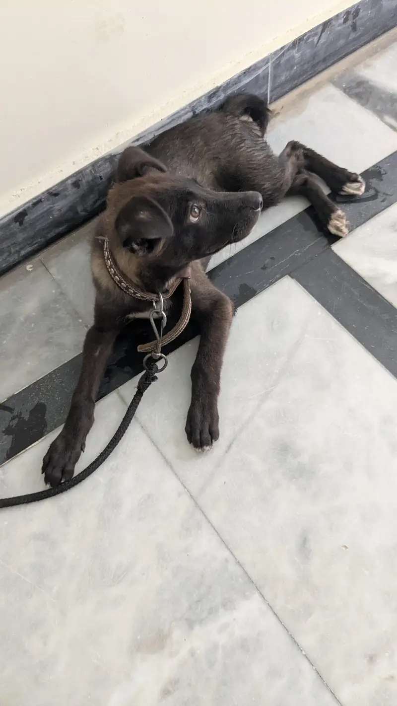 Labrador dog — photo 3