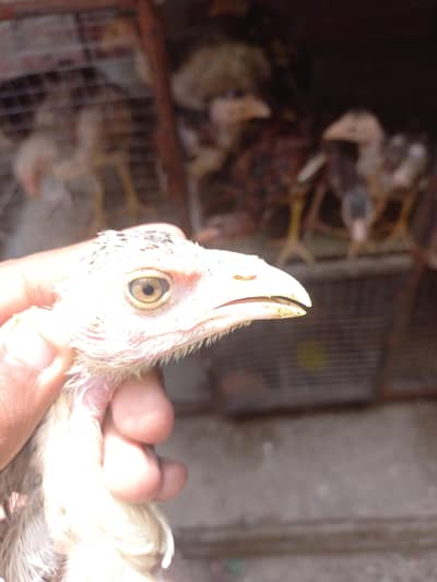 Aseel Mianwali chicks