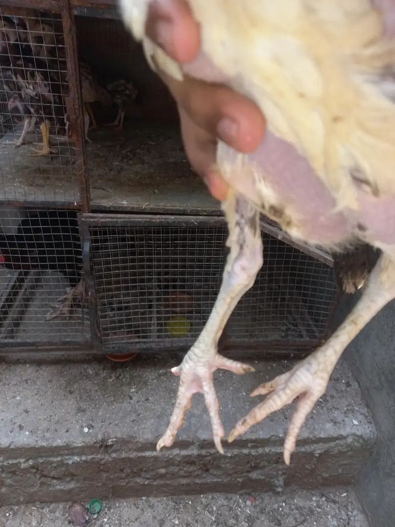 Aseel Mianwali chicks — photo 2