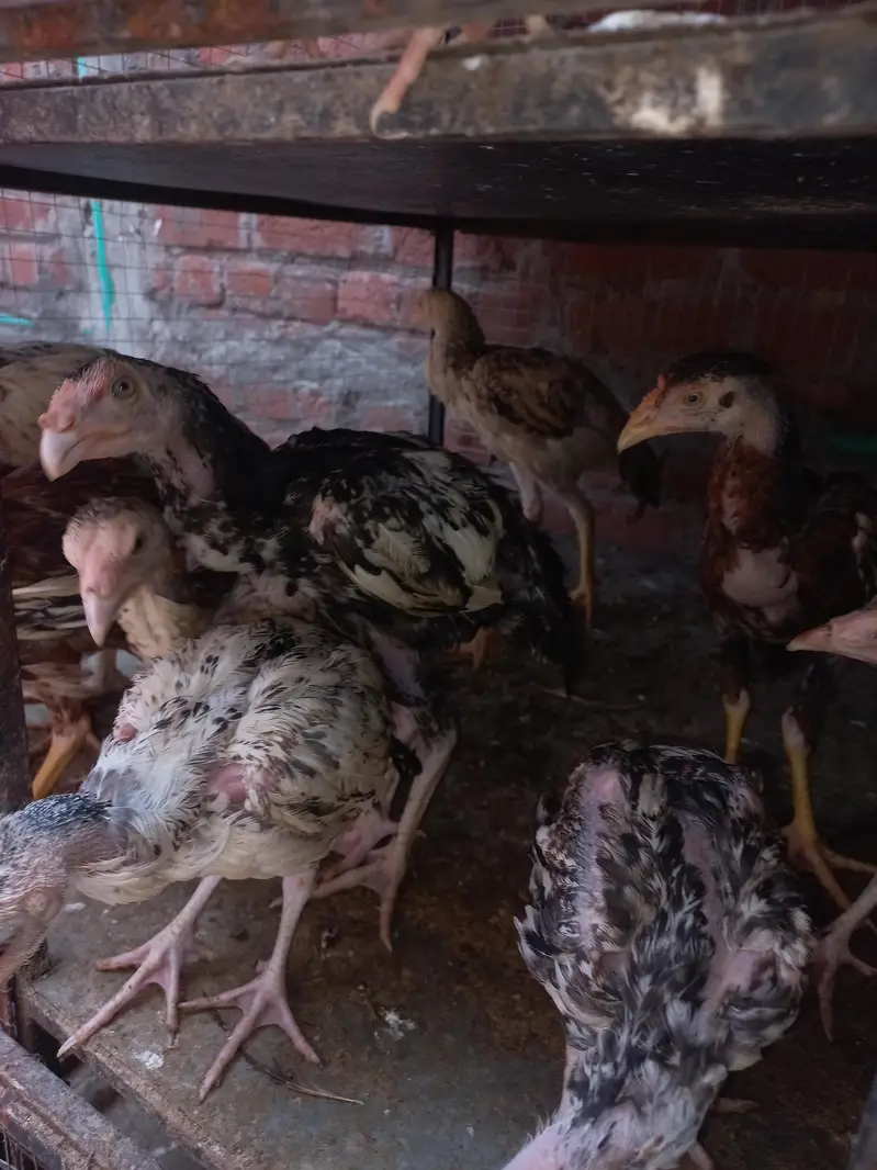 Aseel Mianwali chicks — photo 5