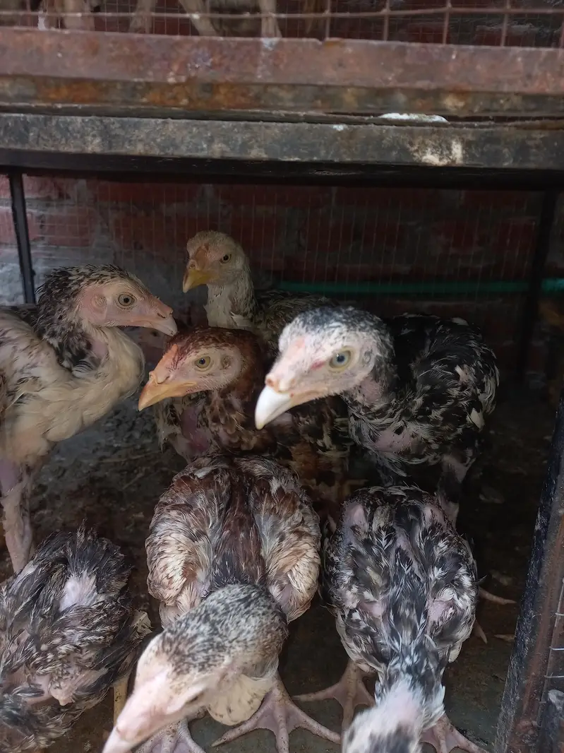 Aseel Mianwali chicks — photo 6
