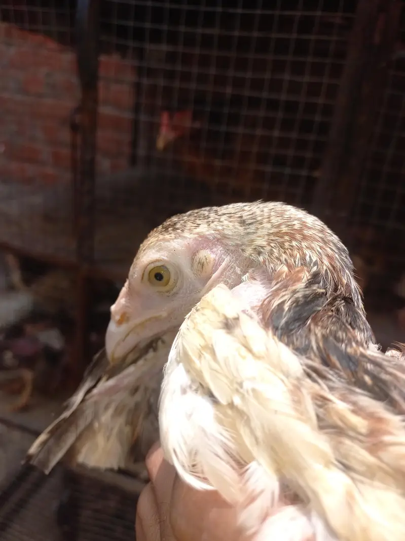 Aseel Mianwali chicks — photo 7