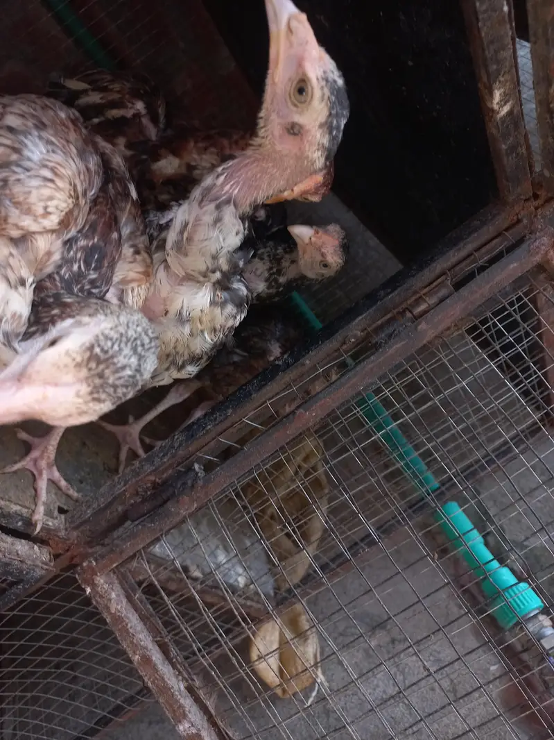 Aseel Mianwali chicks — photo 8