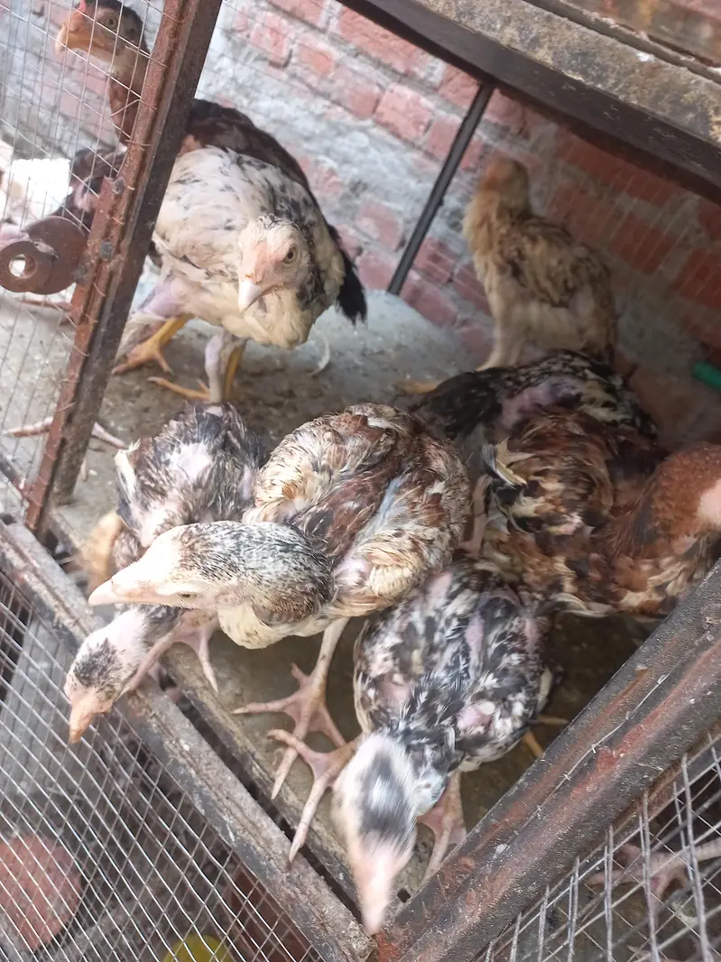 Aseel Mianwali chicks — photo 9