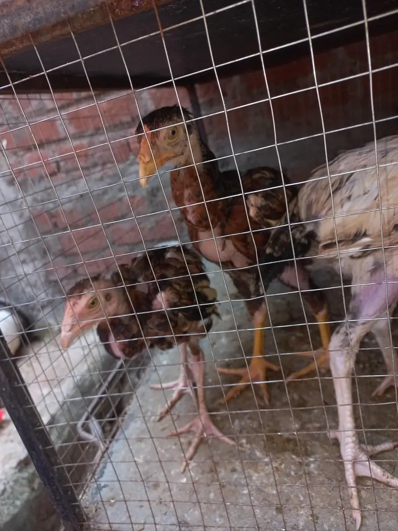Aseel Mianwali chicks — photo 10